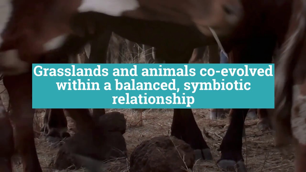 How Cows Can Save the Planet in 90 Seconds
