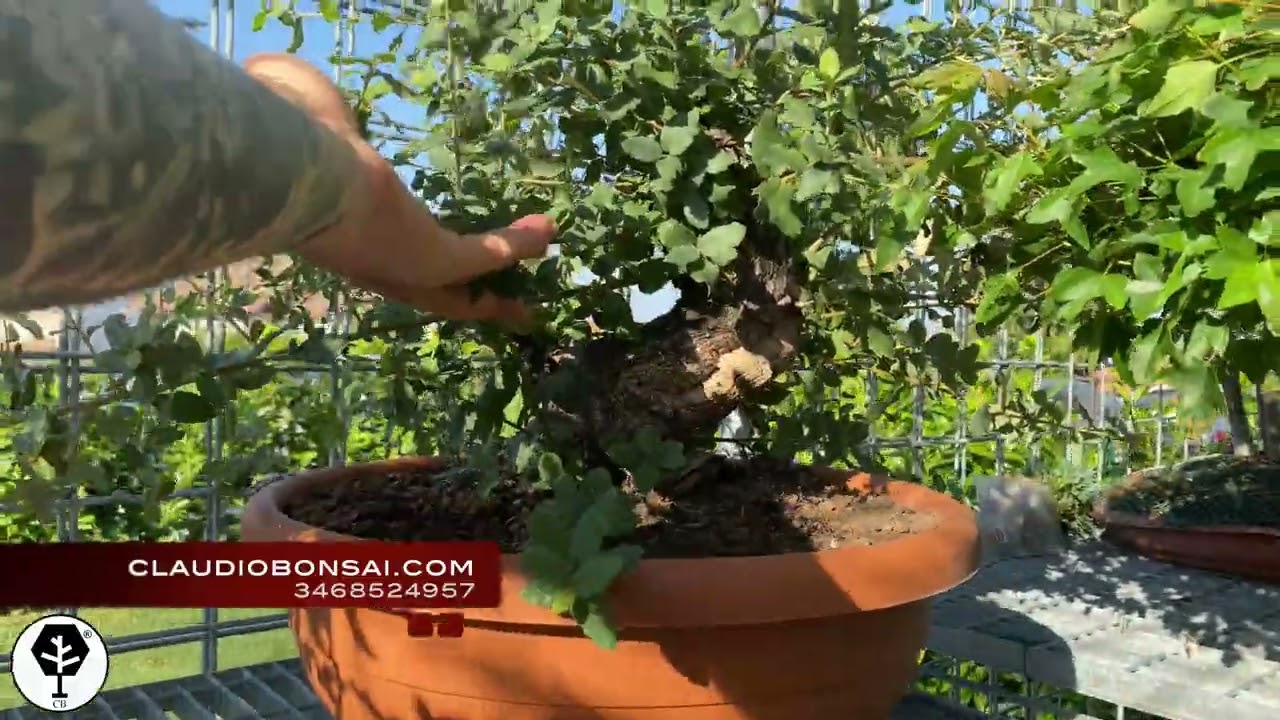 LA MIA COLLEZIONE DI BONSAI ESTATE 2022