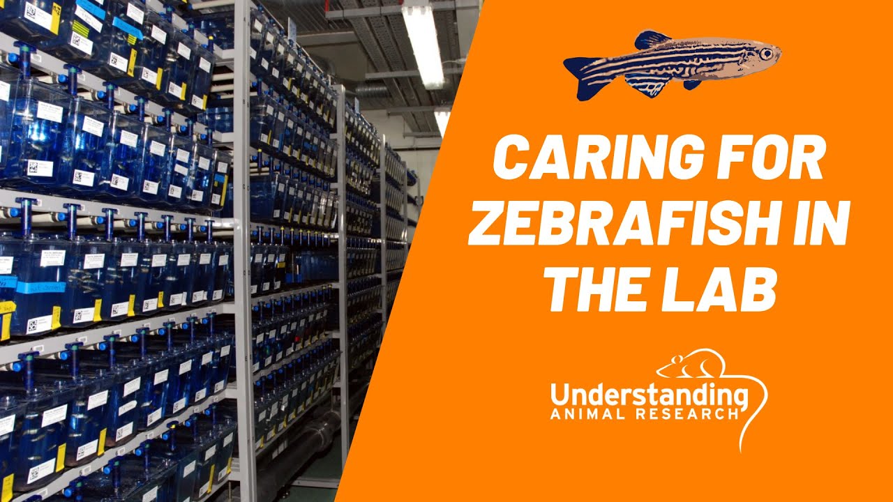 5 ways to care for zebrafish