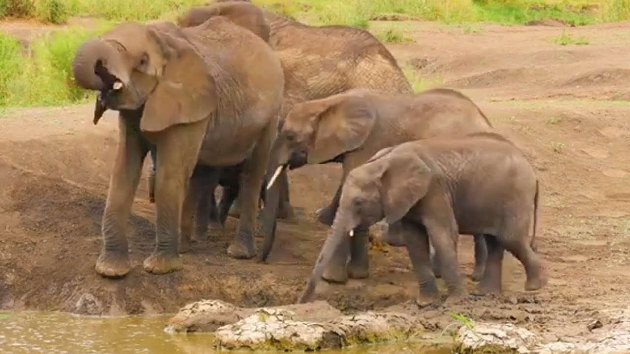 Faune africaine en 4K : le majestueux parc national du Serengeti