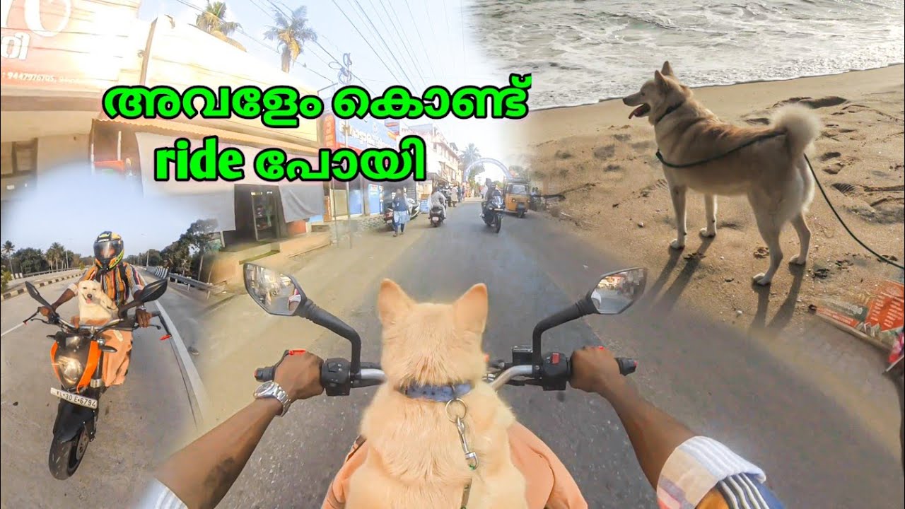 അവളേം കൊണ്ട് ബൈക്കിൽ കറങ്ങാൻ പോയി | I took my dog on a ride to the beach in my duke 200 bs3 | Auxin