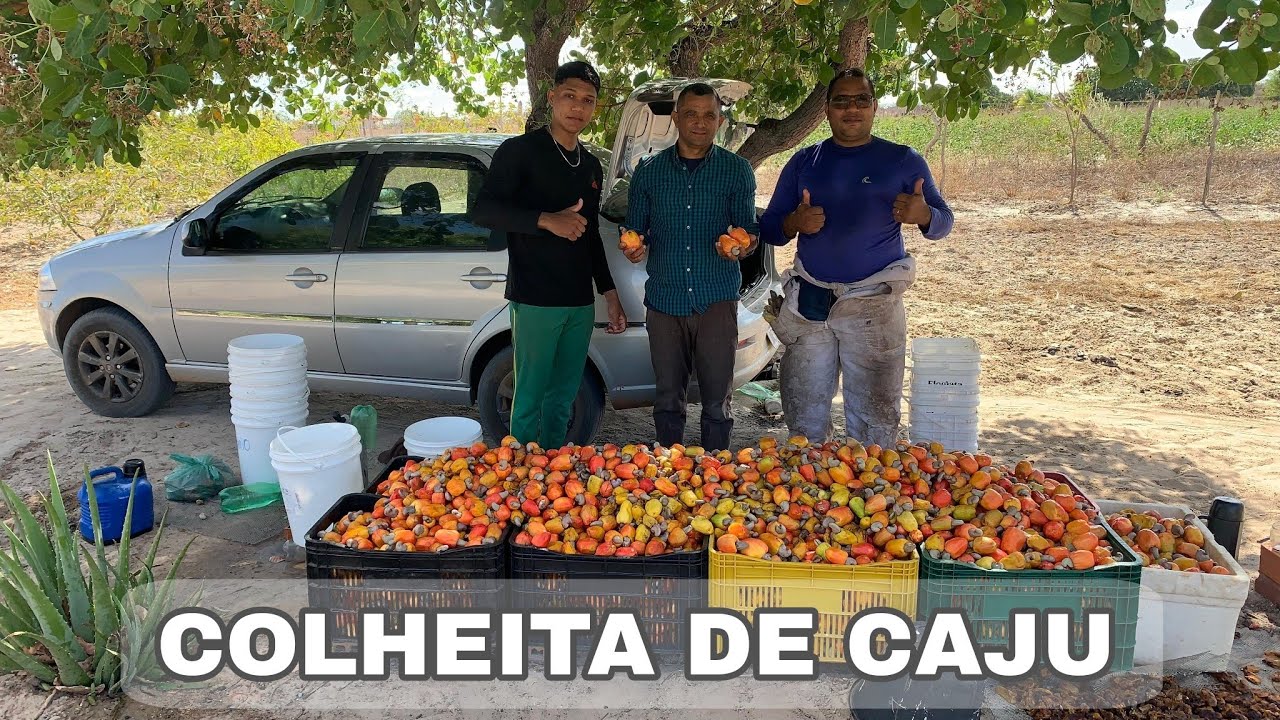 COLHEITA DE CAJU NA ROÇA DO DIVINO #agricultura