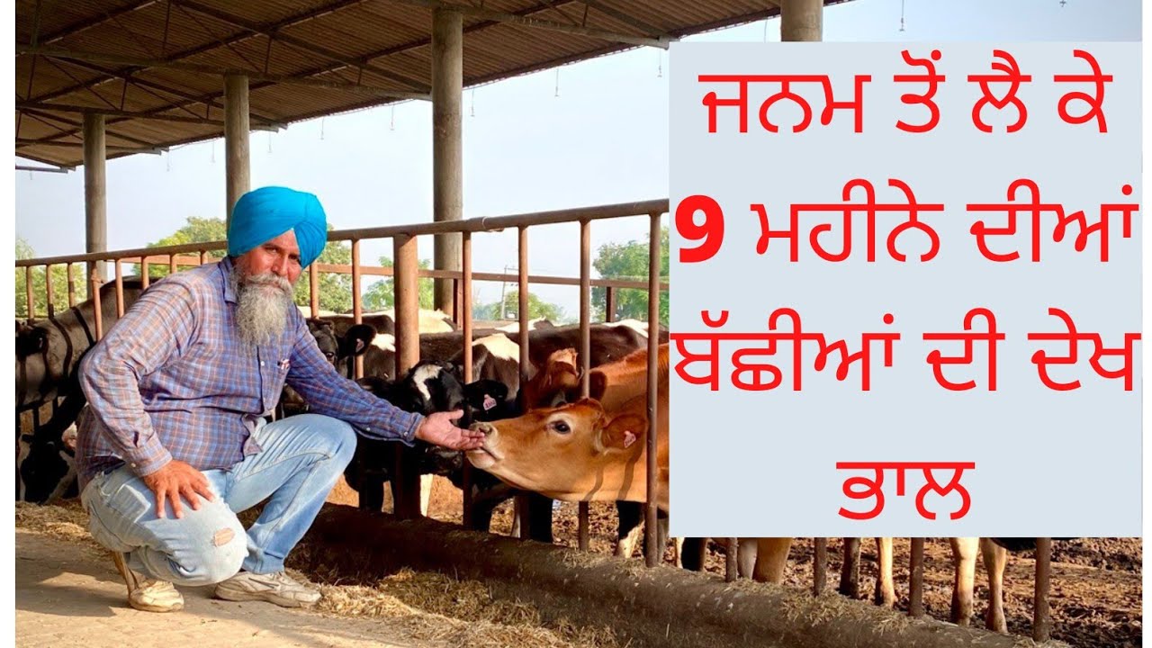 HOW TO TAKE CARE OF CALF FROM BIRTH TO 9 MONTHS WITH FEED FORMULA AULAKH DAIRY FARM | RAMPURA PHUL