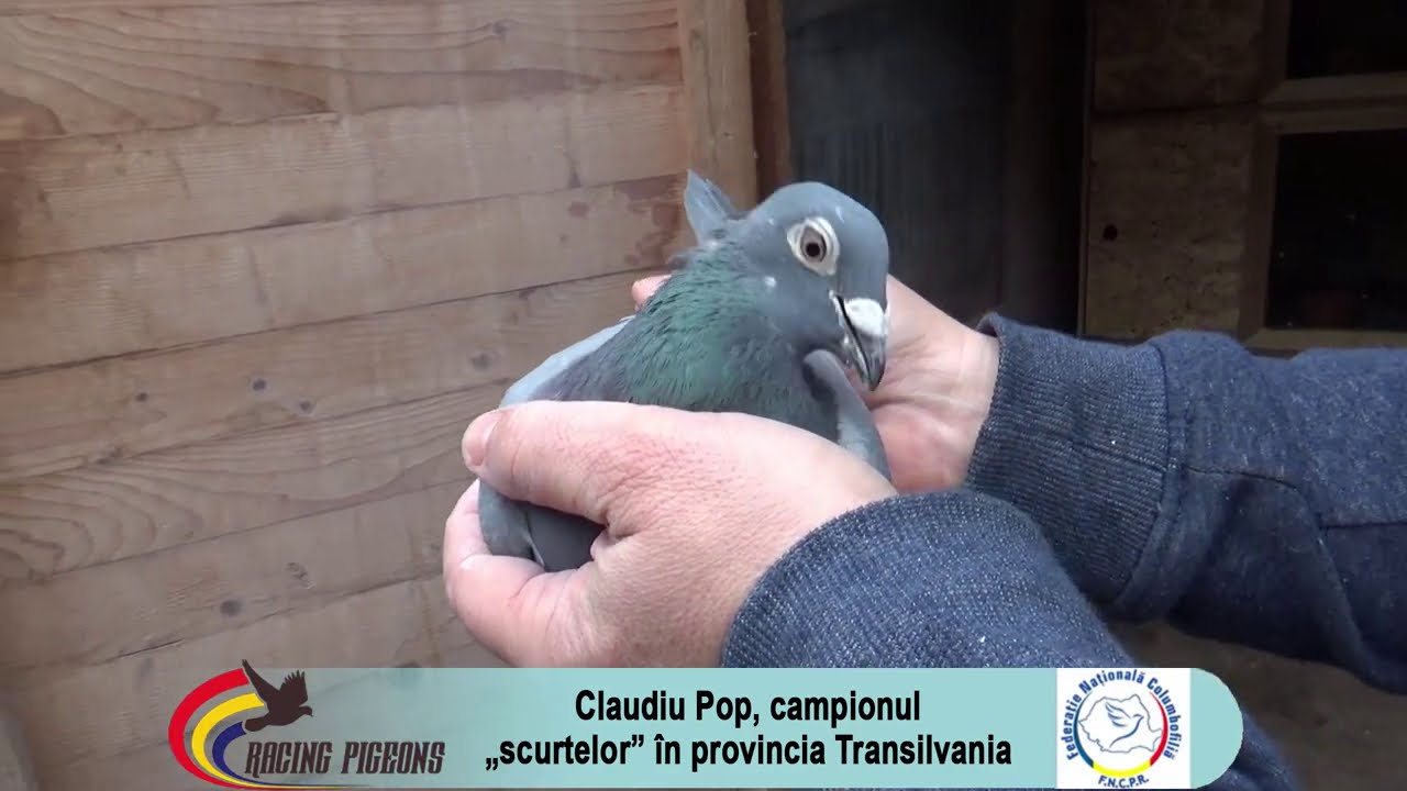 Claudiu Pop, campionul „scurtelor” în provincia Transilvania