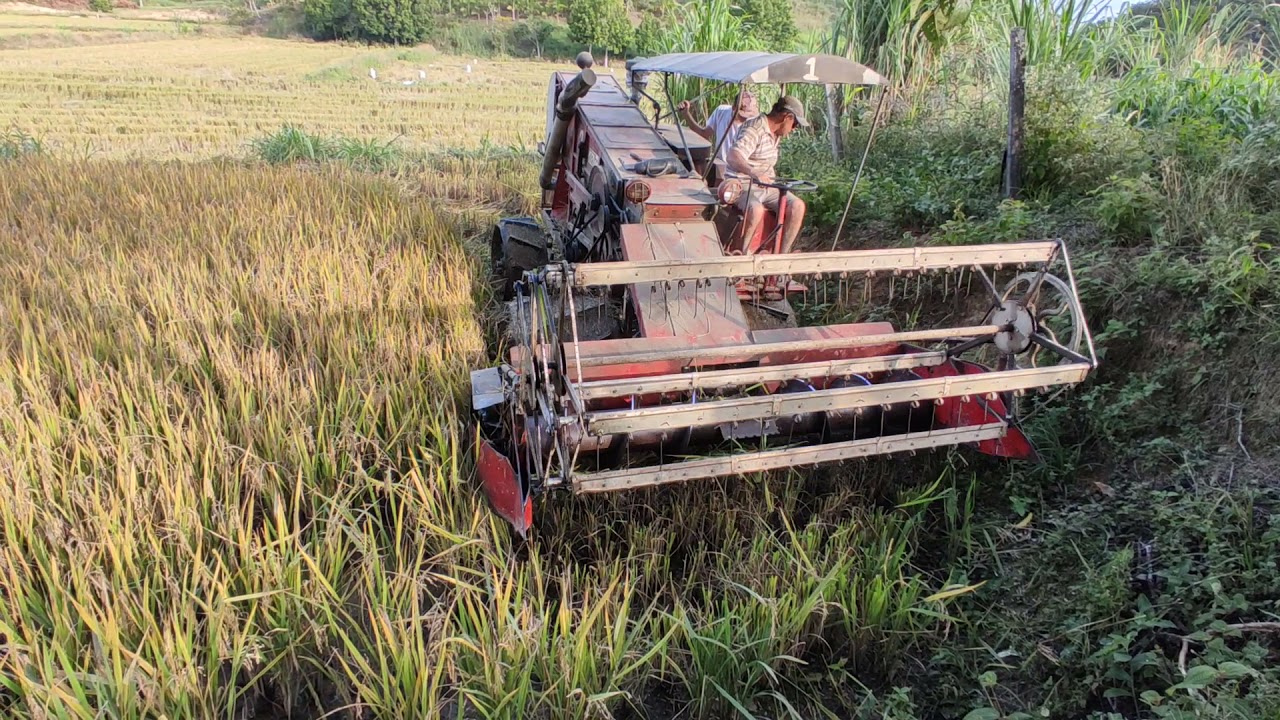 Cortando arroz com uma máquina Leila