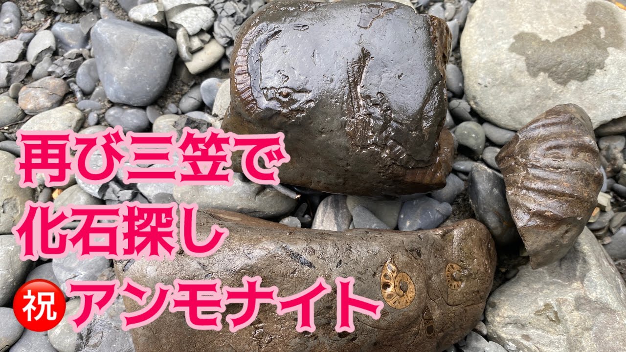 再び三笠で化石探し　㊗️アンモナイト