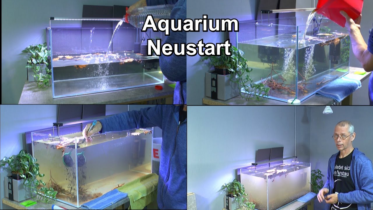 Weißglas Aquarium einfahren. Einfach und schnell mit lebenden Bakterien