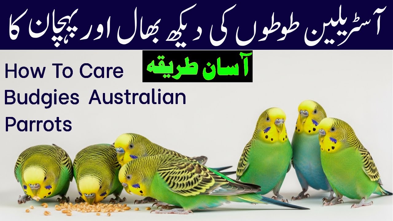 Australian Budgies Parrot Complete Guide | Male Female Pehchan | Health Care & Disease Treatment