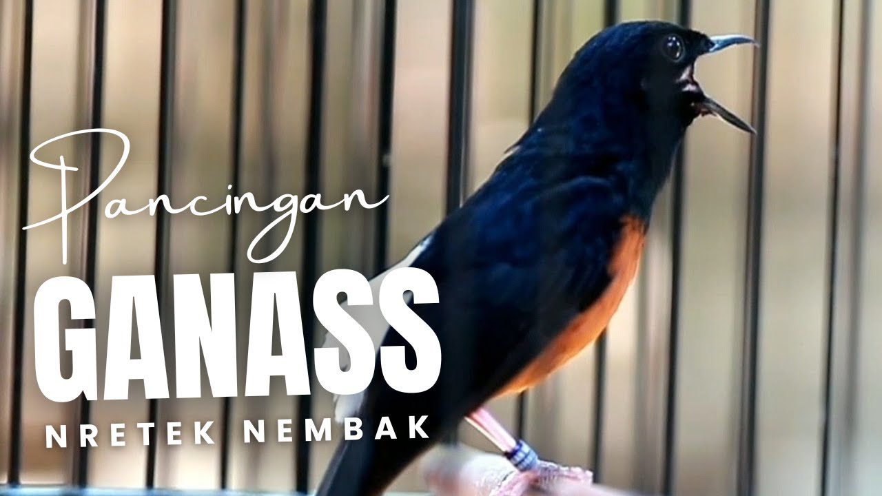 MURAI BATU GACOR FULL ISIAN TEMBAKAN MEWAH SANGAT AMPUH MELATIH MURAI BATU EMOSI BONGKAR ISIAN