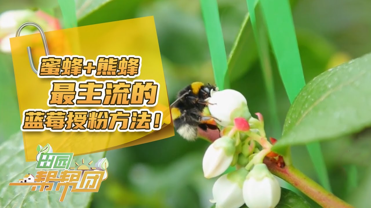 最主流的蓝莓授粉方式！蜜蜂+熊蜂混合授粉：蓝莓挂果量高，成本还低！|「田园帮帮团」20240131