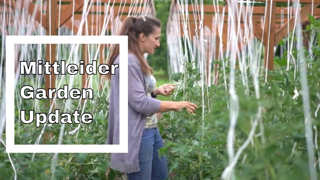 Garden Tour and Mittleider Method Update #2: June 19, 2023