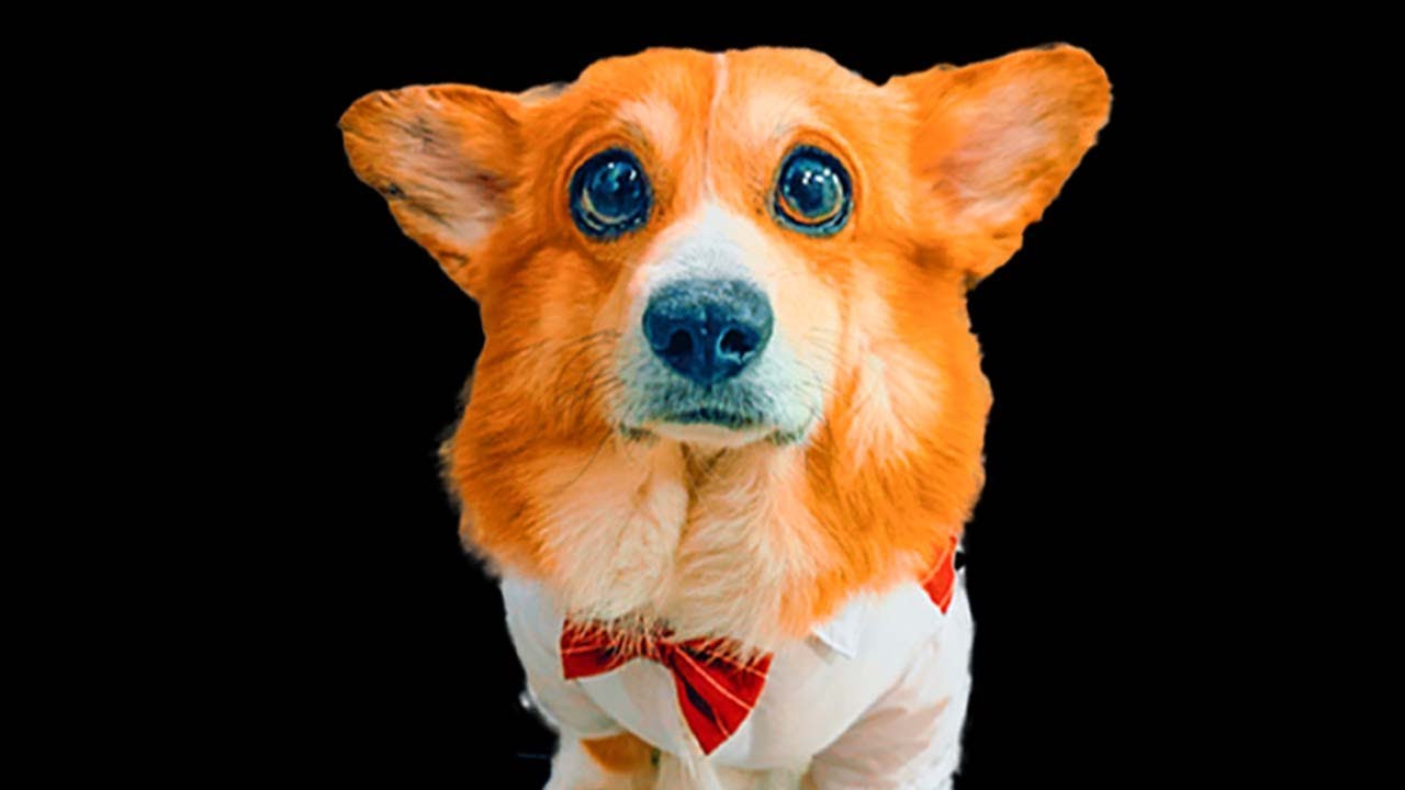 ПРОШЕЛ МЕСЯЦ СО СМЕРТИ КОРГИ КОРЖИКА