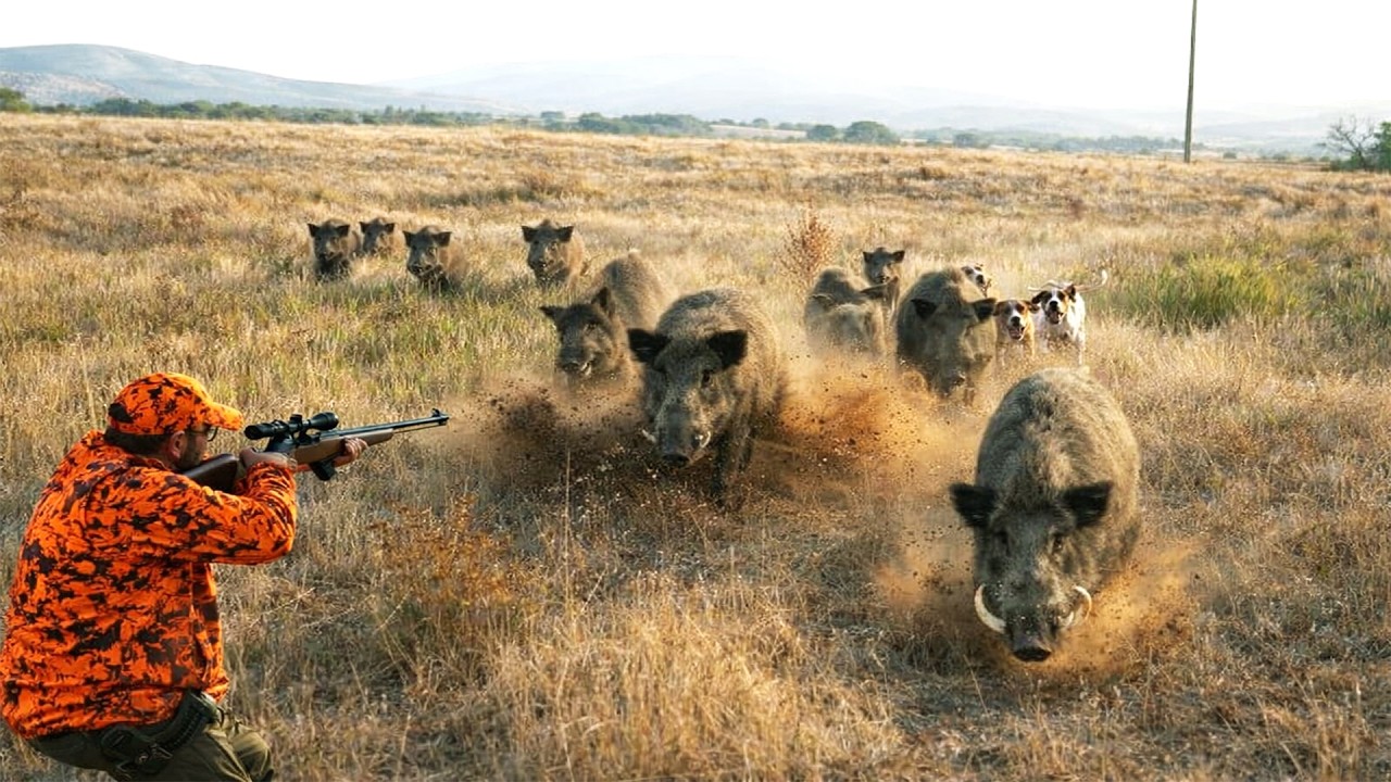 믿을 수 없는 멧돼지 조우! 괴물급 사냥이 혼돈으로&hellip; 거대 멧돼지의 공격 순간 포착!