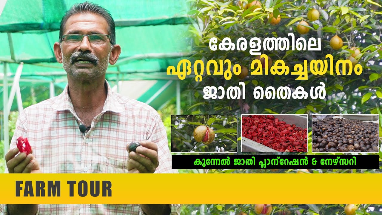 ജാതി കൃഷിയിലൂടെ മികച്ച വരുമാനം നേടാം | Nutmeg Plantation & Nursery | Jathy Krishi | ജാതി കൃഷി