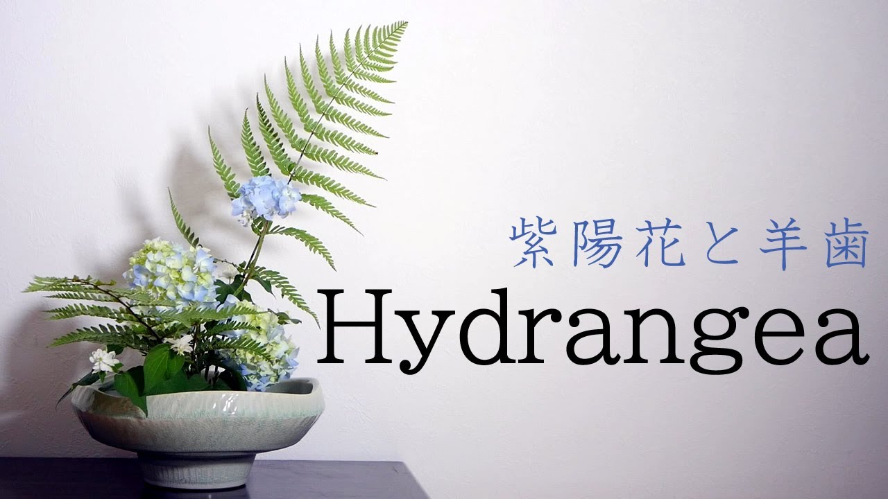 【生け花】紫陽花とシダ【ikebana】ドクダミ/十薬/剣山/Hydrangea and fern/blue flower/繡球花和蕨類植物/藍色的花/Hortensia et fougère/青い花