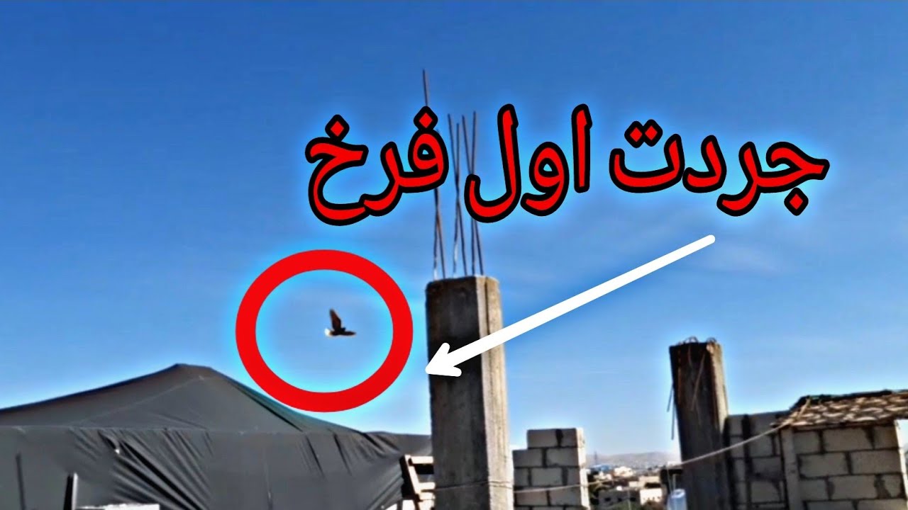 كرش او جرد الفراخ الجزء الثاني