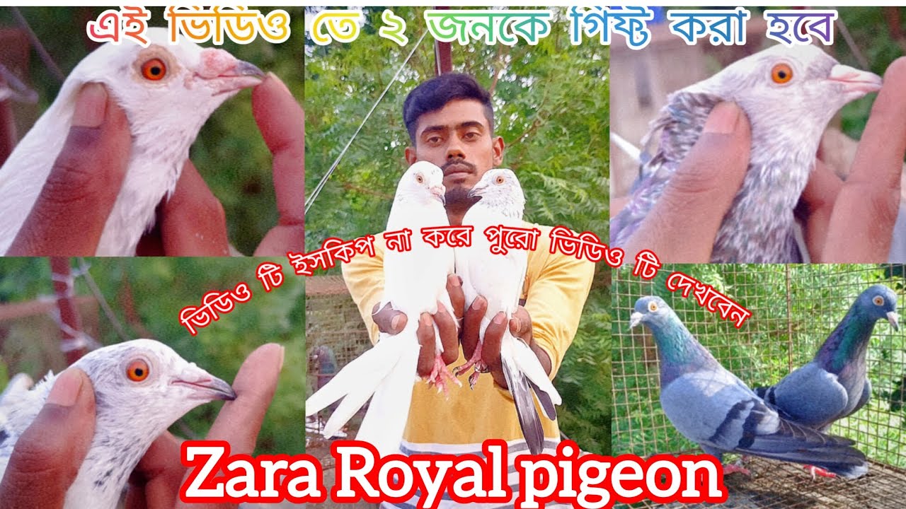 🕊️ 💯 দুজনকে দুই পিয়ার পায়রা গিফ্ট করা হবে এই ভিডিও তে #music👍 #pigeon 🙏 #kabootar⭐ #song🕊️#birds  