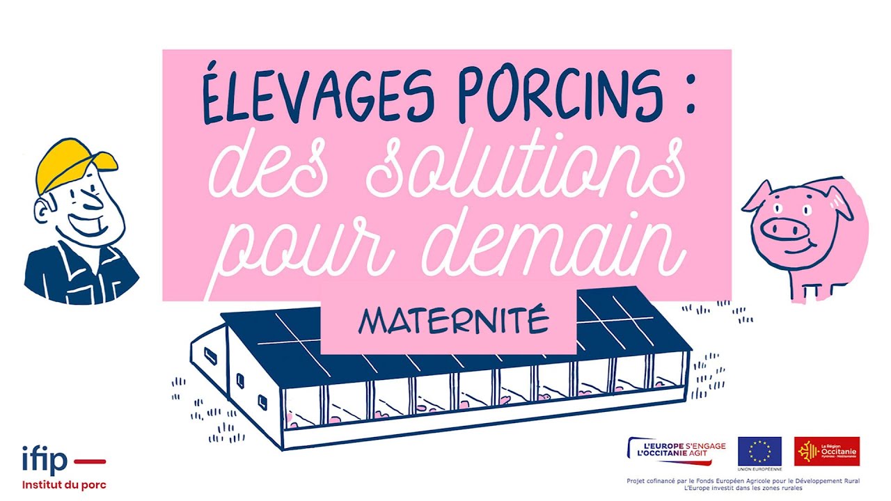 Quelles solutions pour le bâtiment des truies en maternité des élevages de porcs de demain ?