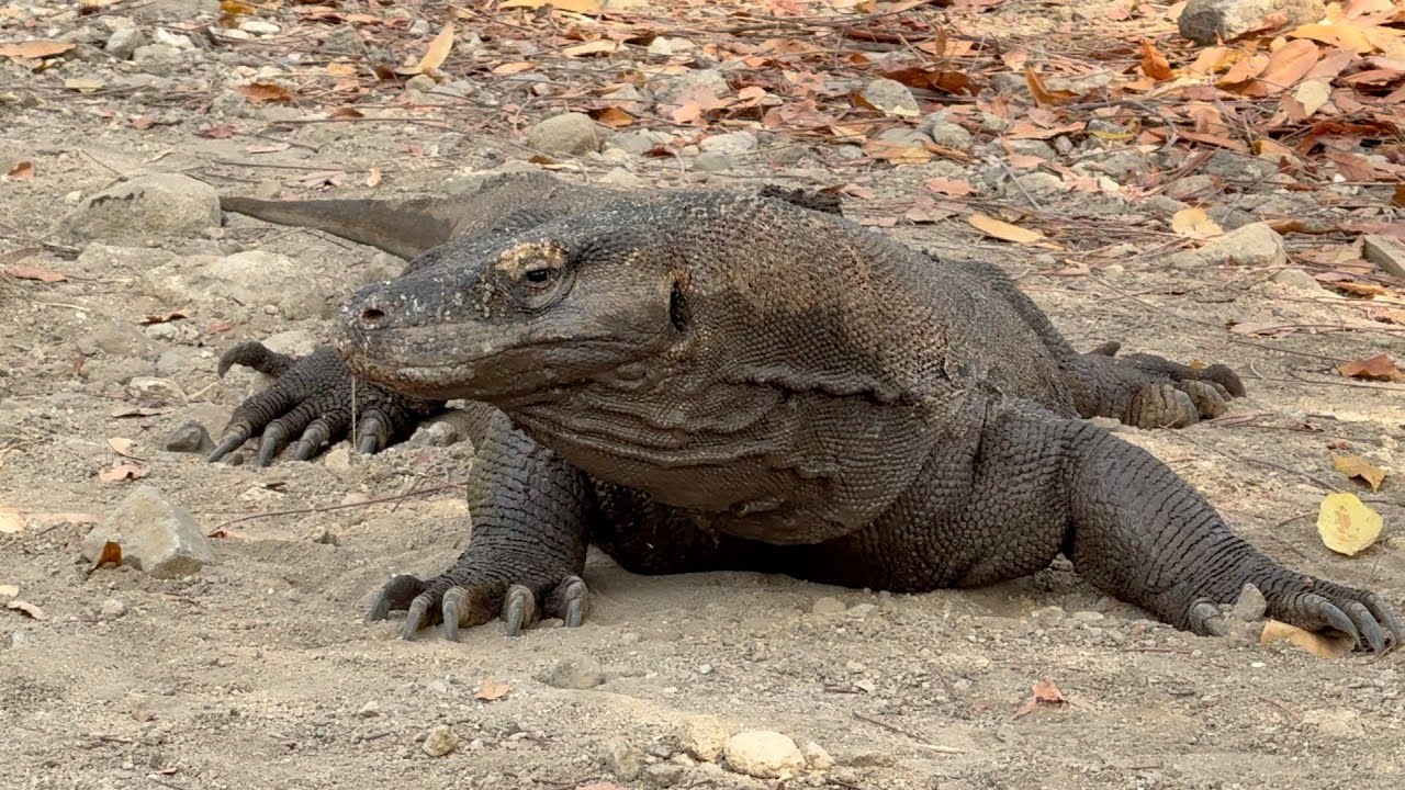 Komodo 2024