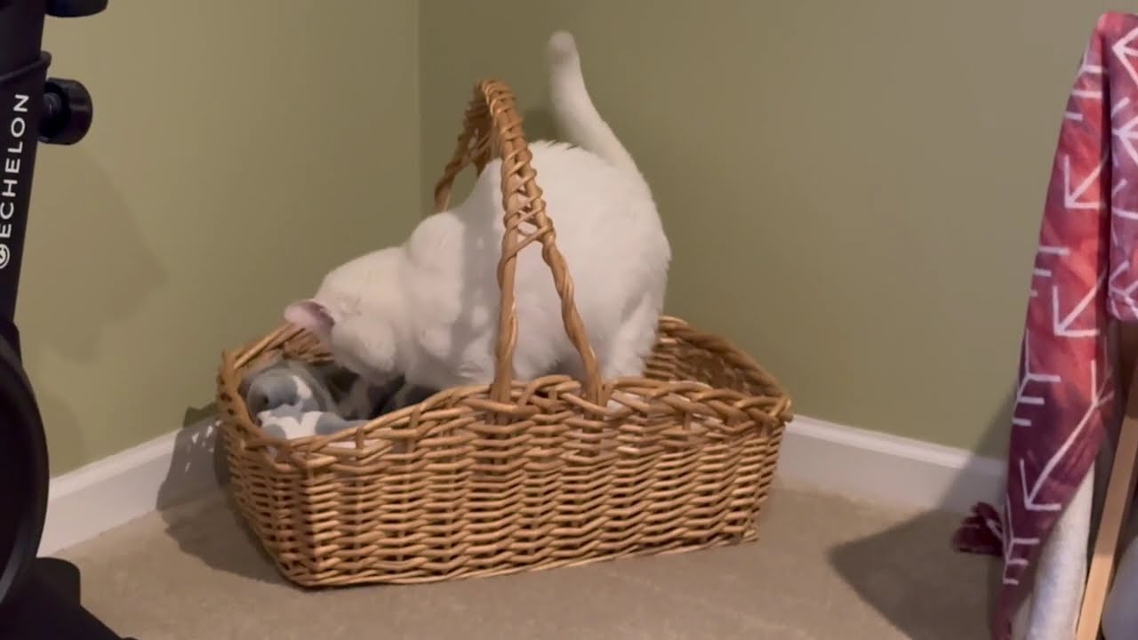 Hank took over my basket...to make biscuits! 🧺😸#catbiscuits #sweetpet #cat #love