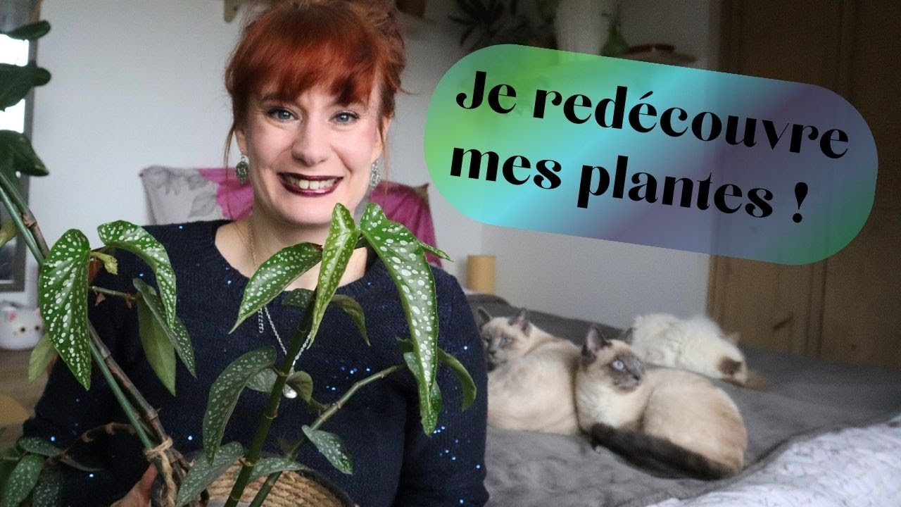 MES FAVORIS RANDOM 🍭 janvier 2025 🌱 mes syngonium chéris, du thé vert et un jeux vidéo tout mignon