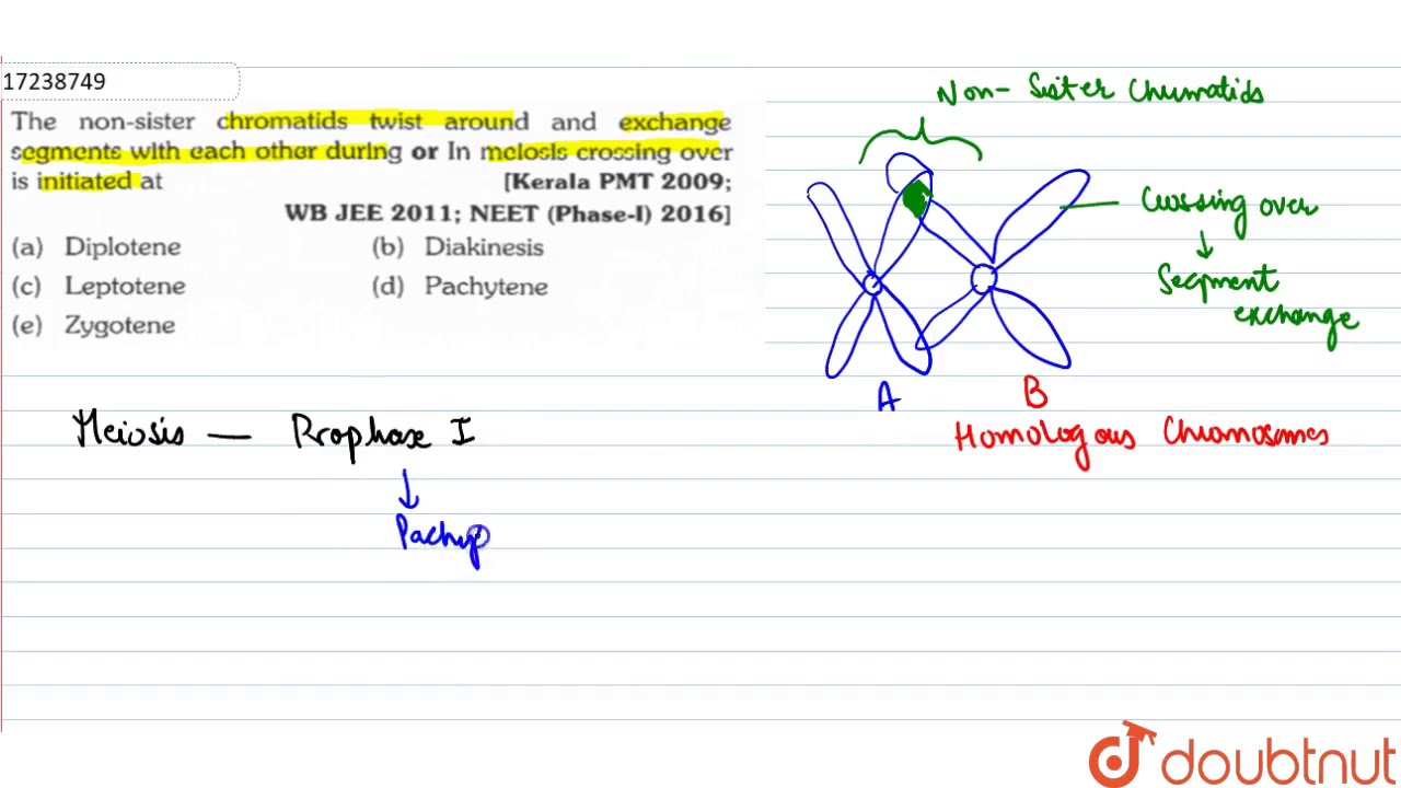The non-sister chromatids twist around and exchange segmetns with each other during