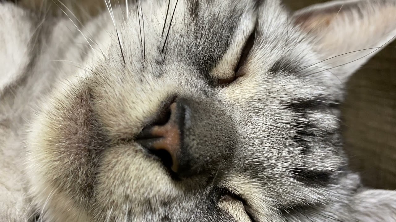 【睡眠用動画】 猫がまったりゴロゴロするだけのただただ癒される動画 【123分間耐久 寝落ち用】