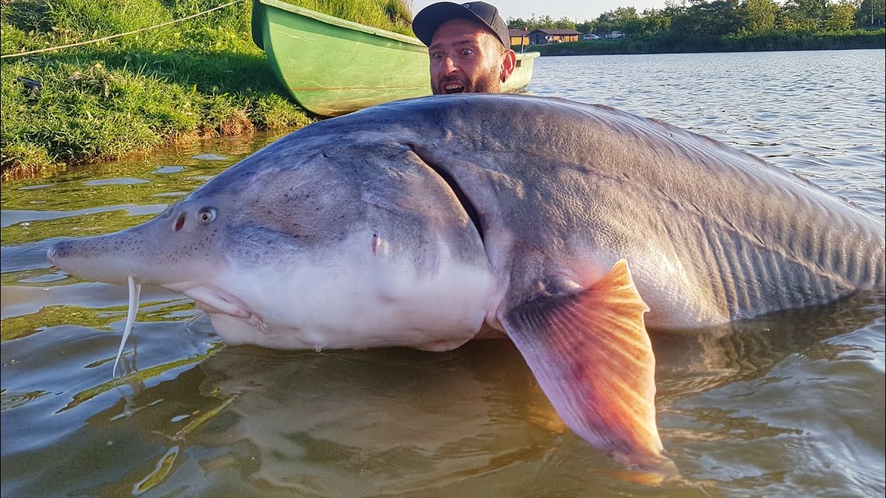 МОНСТР-ОСЕТР 320 ФУНТОВ X 8,20 ФУТА РЕКОРД БЕЛУГИ В РУМЫНИИ - CATFISH WORLD