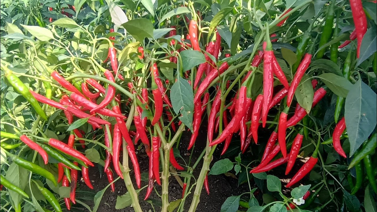 Premium Seeds Topgun ప్రీమియం సీడ్స్ టాప్ గన్ 