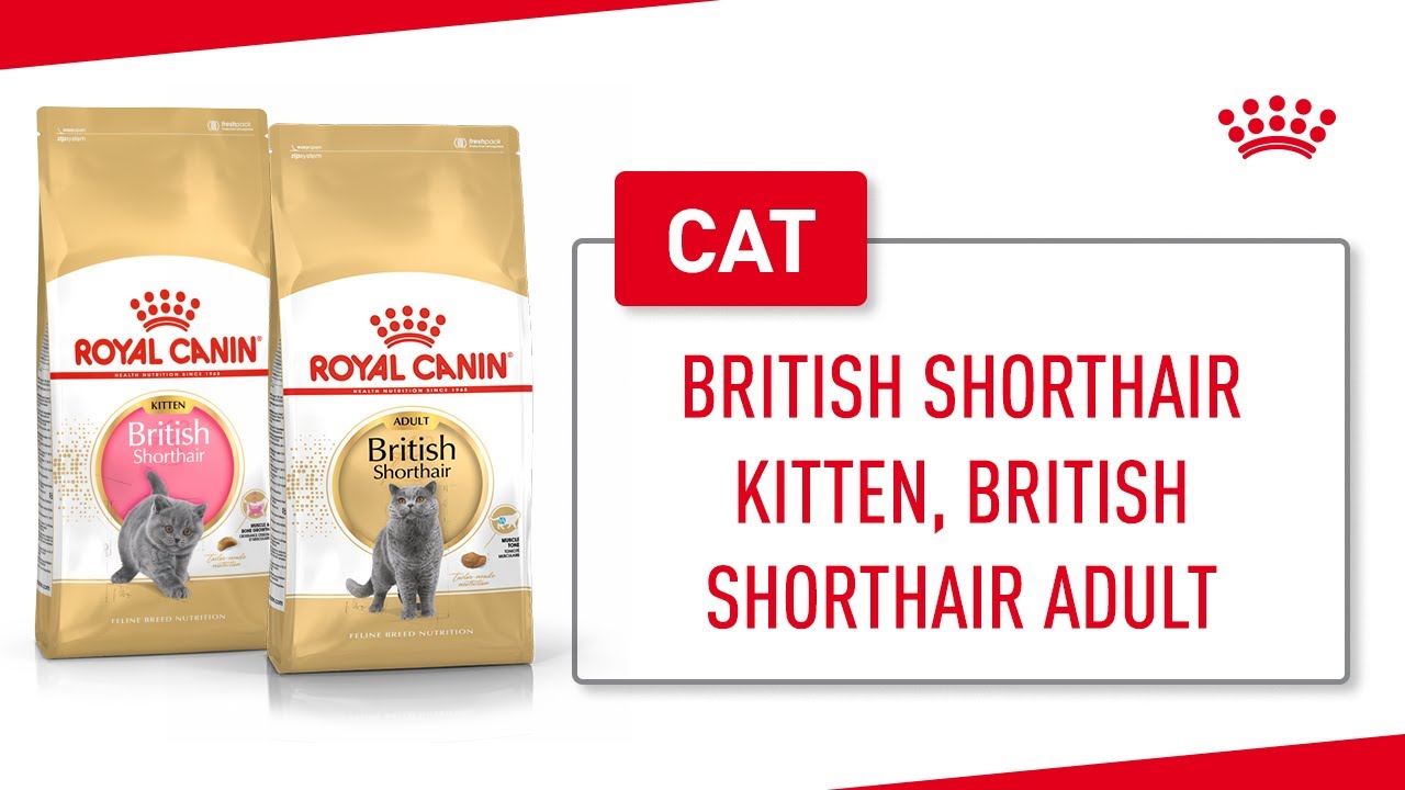 British Shorthair Kitten, British Shorthair Adult