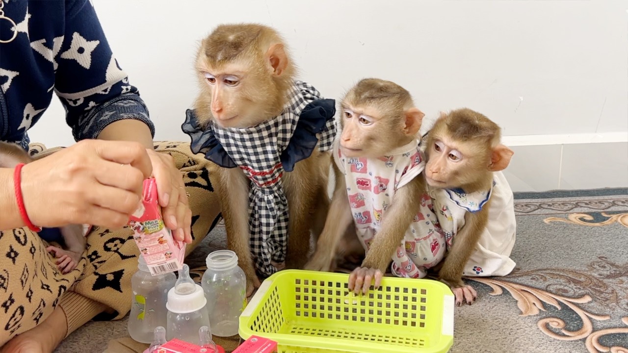 The Trio's Girl Sit In Line Very Eager Wanna Drink Milk