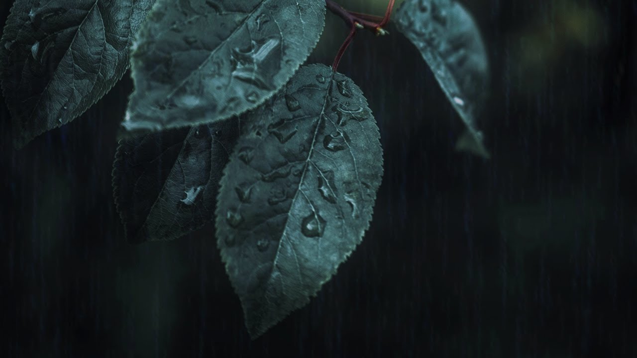 10 Hours Forest Rain at Night | Deep Sleep Nature Sounds for Relaxation & Calm