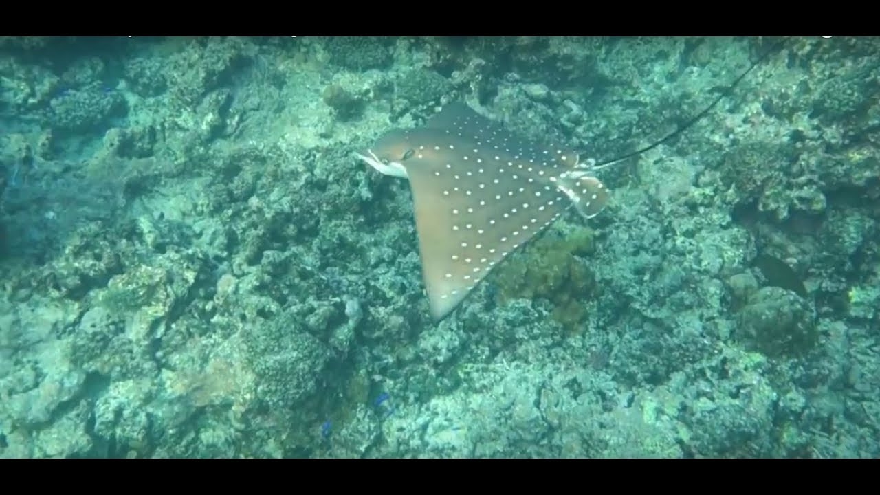 Schnorcheln Seychellen 2017 - La Digue Anse Severe und Petit Anse