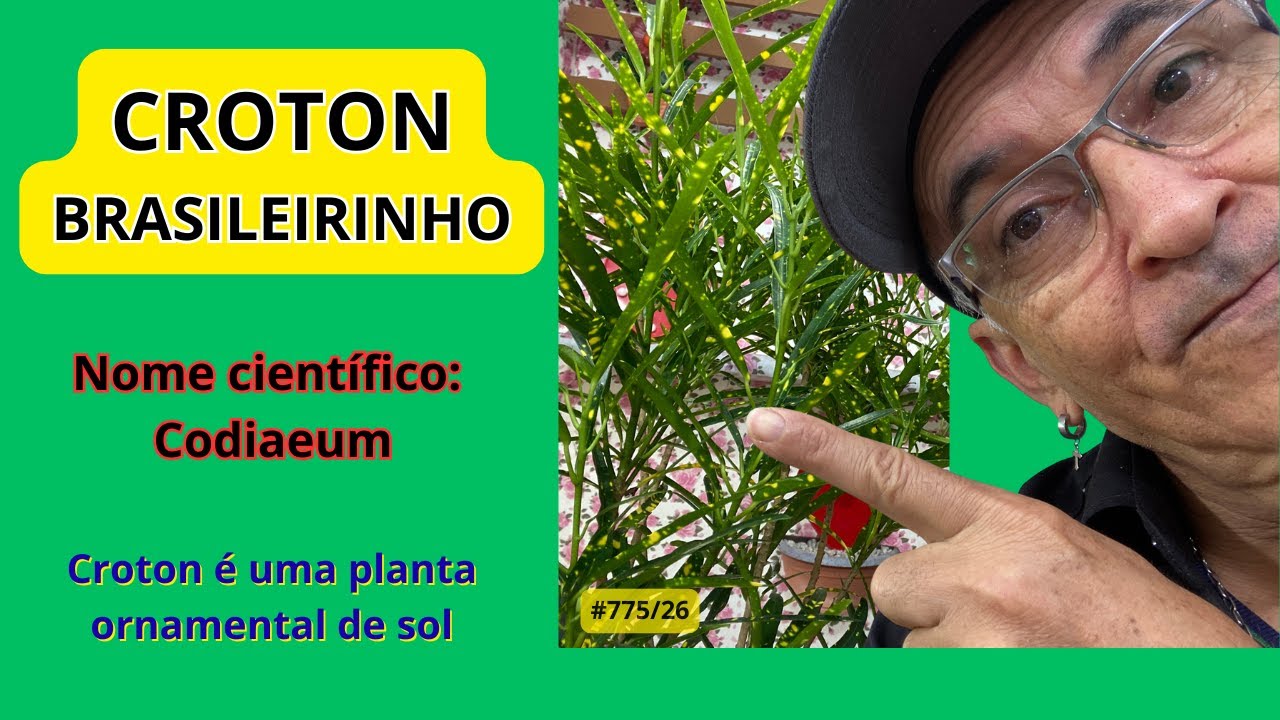 #CROTON BRASILEIRINHO     #flores PauloBonsai​​​​​​​​​​​😉😍
