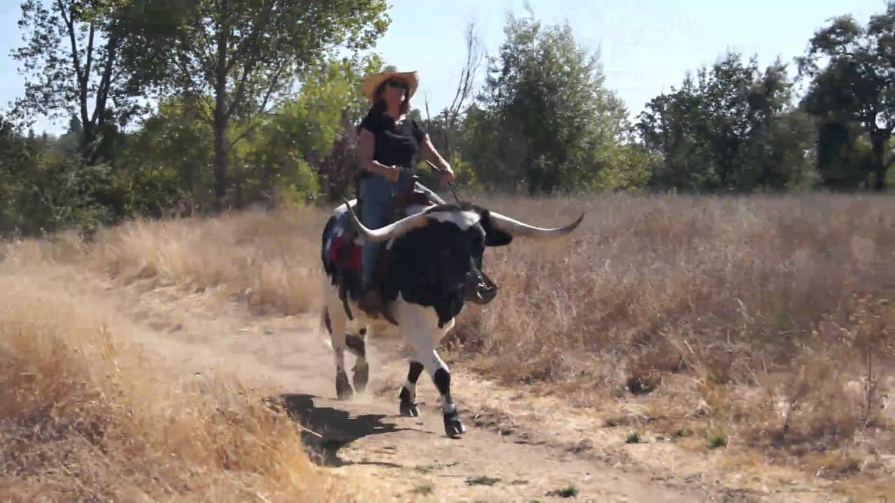 10.14.12 Jazzy the Longhorn Loping