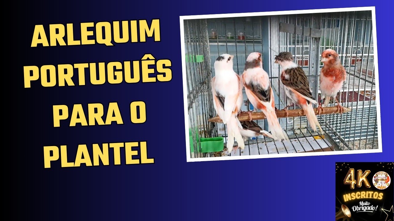 Chegaram mais Arlequim Português 🤩 15/03/2025 @canarilportugal #canarilguimaraessf