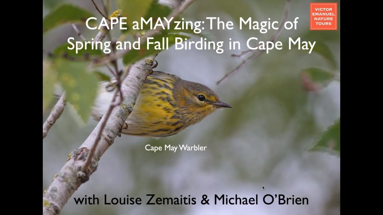 CAPE aMAYzing The magic of spring and fall birding in Cape May with Michael O'Brien & Louise Zemaits
