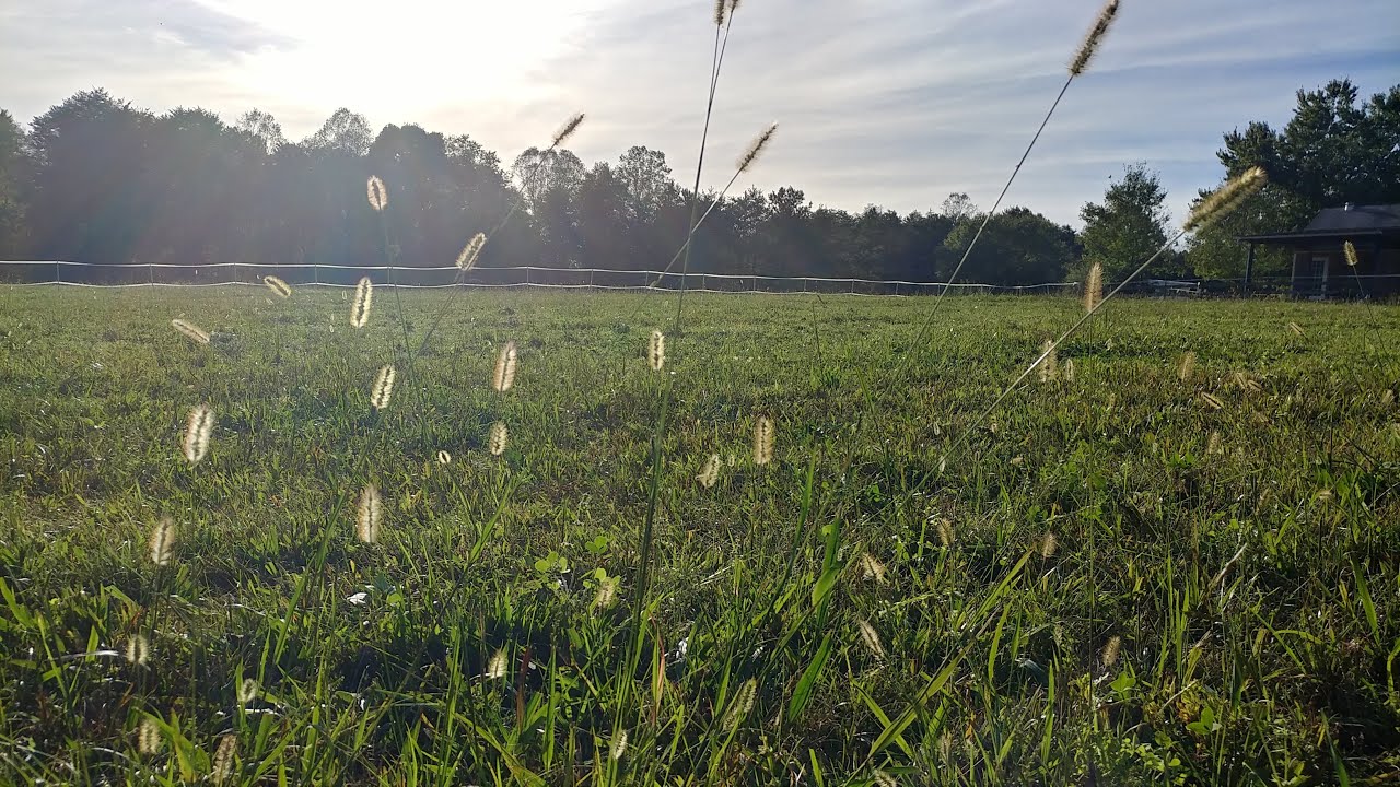 Horse Hay. Timothy, Orchard, Alfalfa, Fescue. Is your hay still good or gone bad