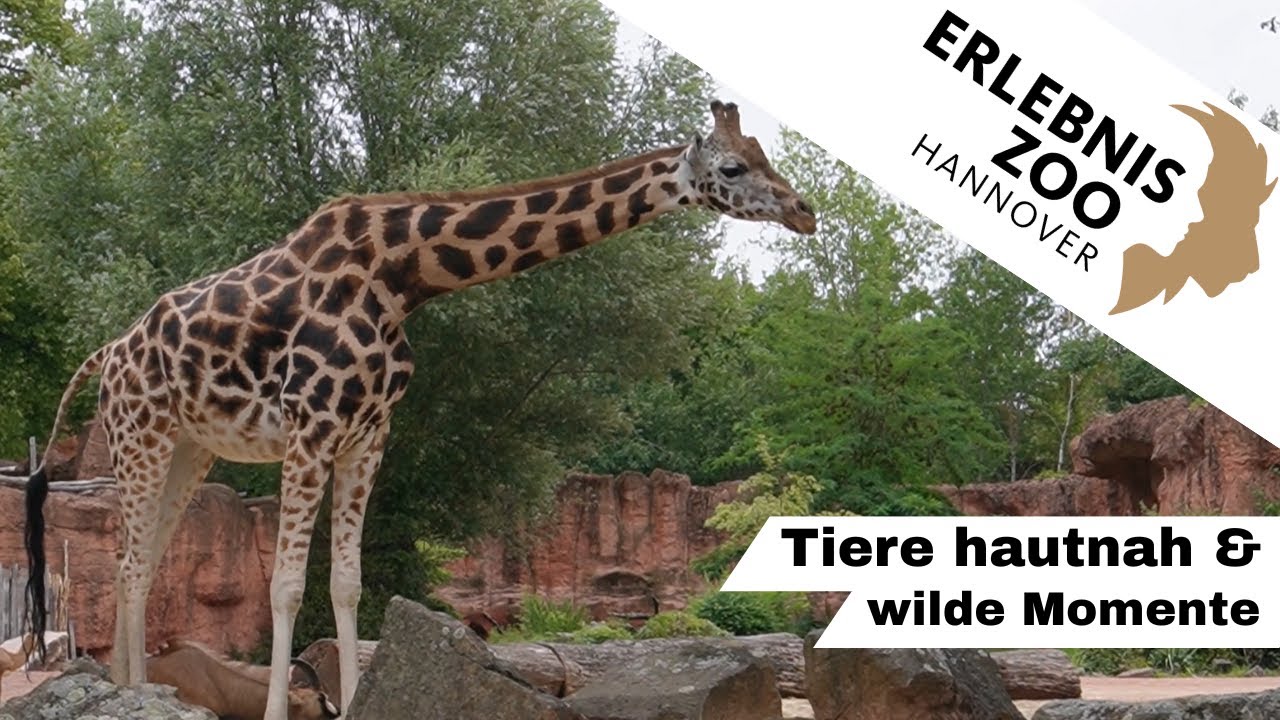 Erlebnis-Zoo Hannover 2025 | Zooviel zu entdecken!