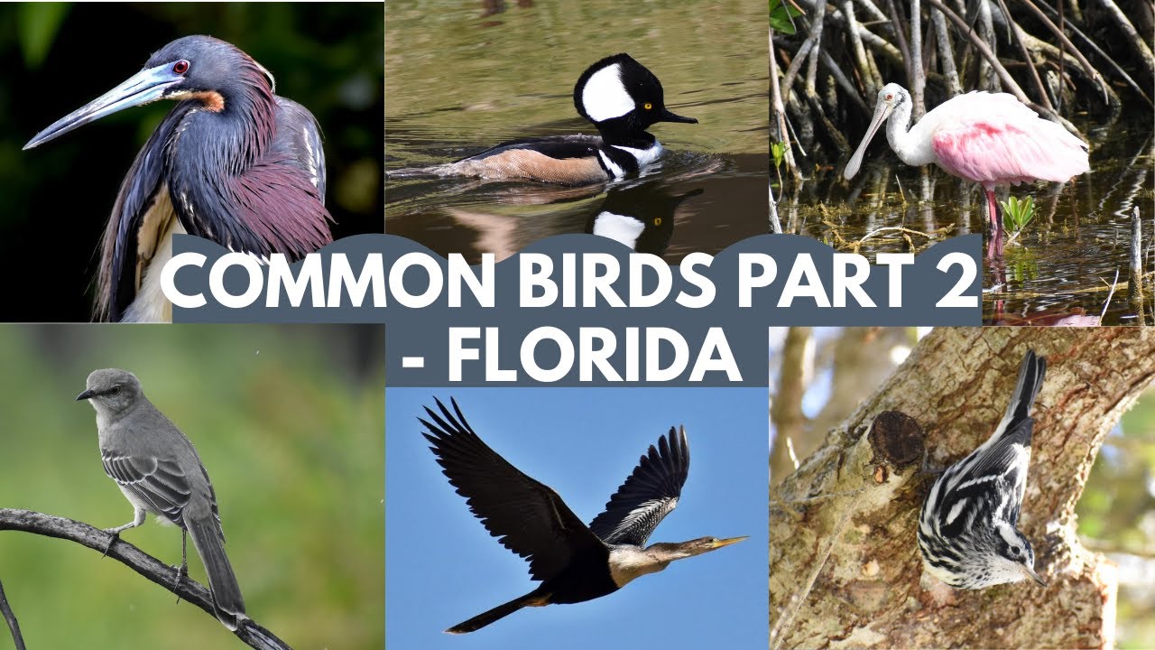 Common Birds Part 2- Florida | Identifying Backyard Birds in Florida, USA | Common Birds in Florida