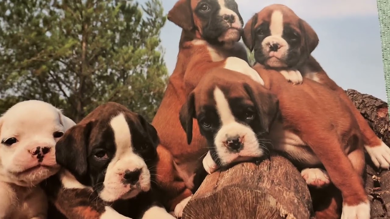 5 января 2026 г. Изумительный красоты собачки . 🐕‍🦺