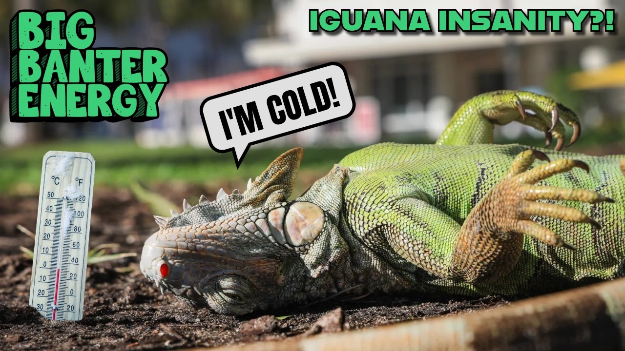 IGUANA INSANITY?!