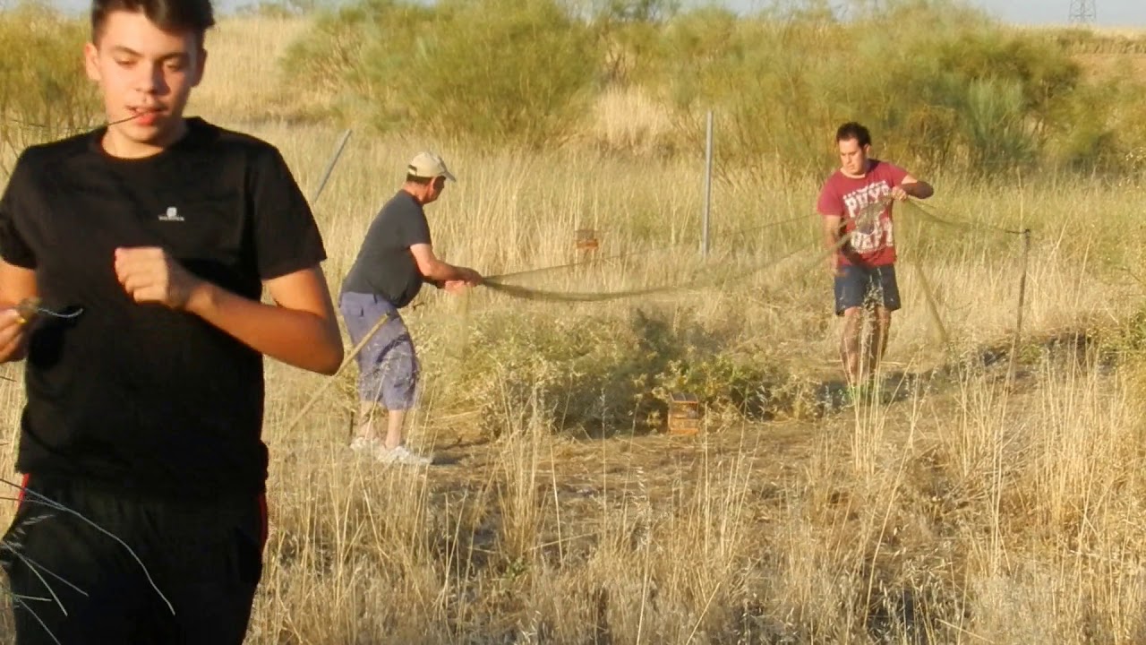 CAPTURAS DE CHIVONES  DIA 20 DE AGOSTO 2017
