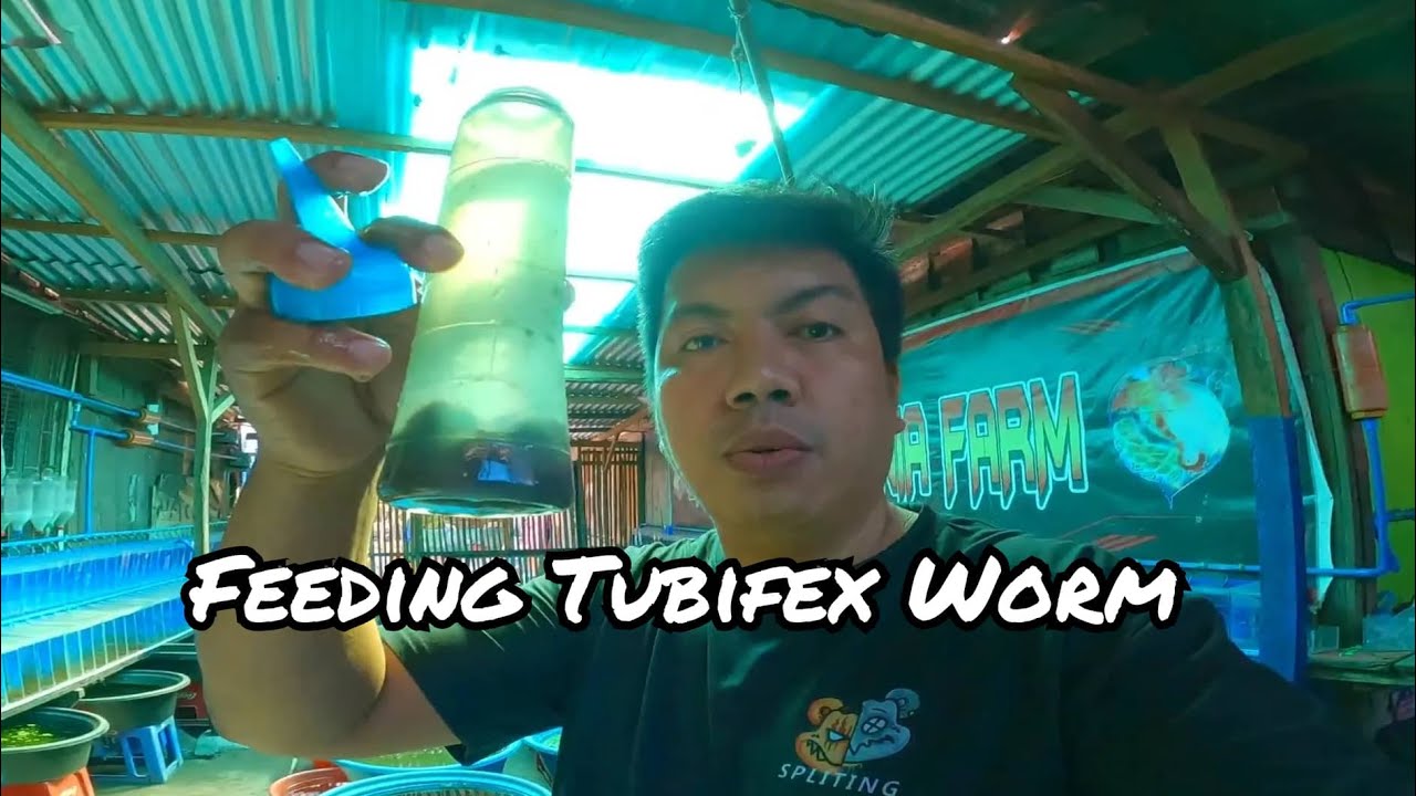 Feeding Tubifex Worm To My Guppies