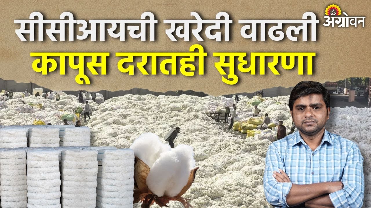 Cotton Rate: कोणत्या बाजारात कापसाचा दर वाढला ? Agrowon