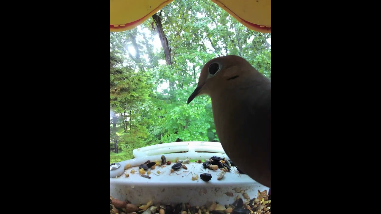 Dove, Half Seen | Backyard Dinosaurs #birdbuddy #nonarration #slownature