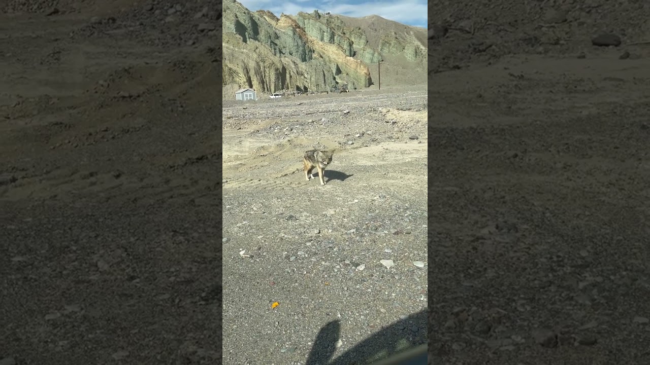 Amazing coyote at death valley road#shortvideo #coyote #deathvalleynationalpark #trending