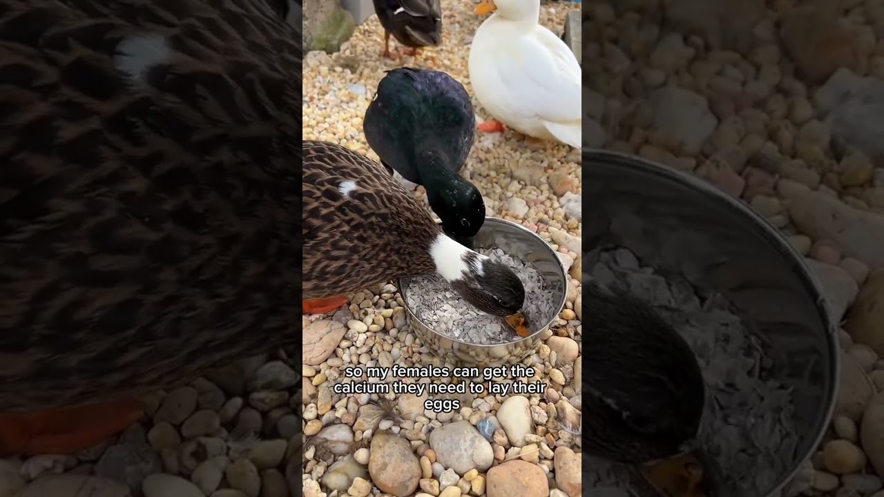 Feeding your pet ducks a healthy diet can make a huge difference in their life! It&rsquo;s also important