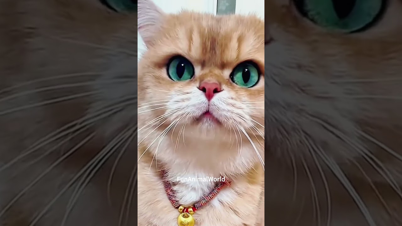 Chaotic Cats & Meows = Instant LOLs! 😂