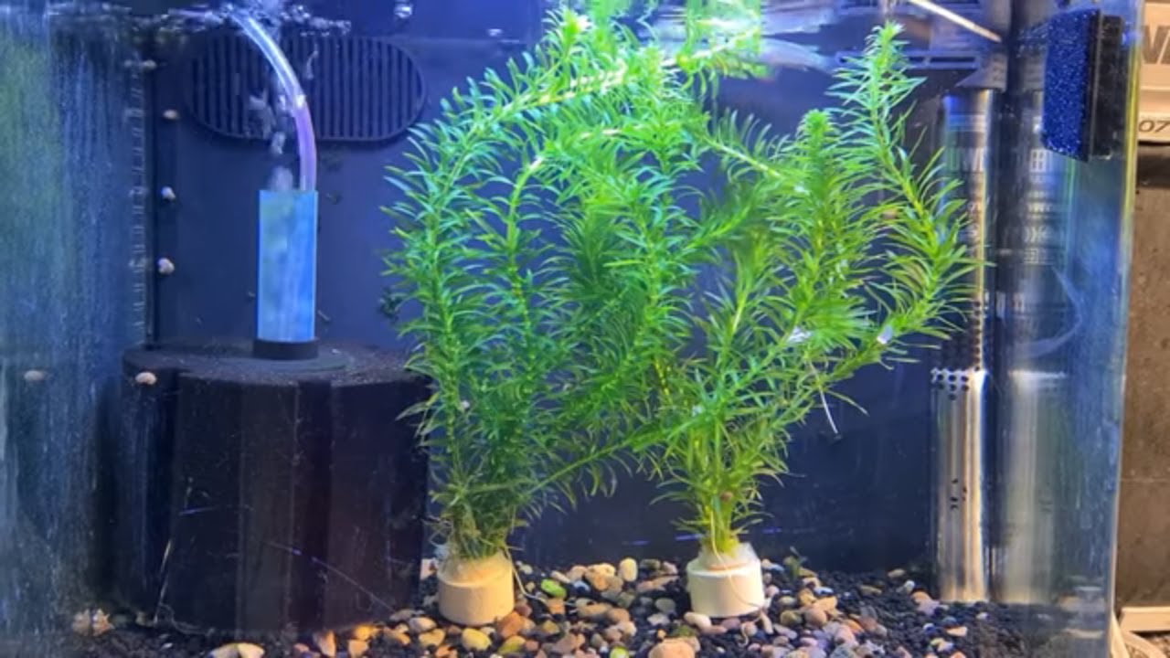 Как разводить рыбу Golden Wonder Panchax Killifish